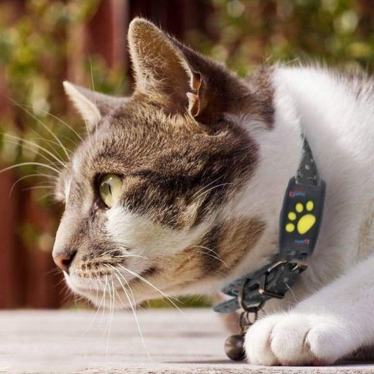 🐾 Dog GPS Tracker Locator Device – Real-Time Pet Tracking with No Monthly Fees Turbo Cables